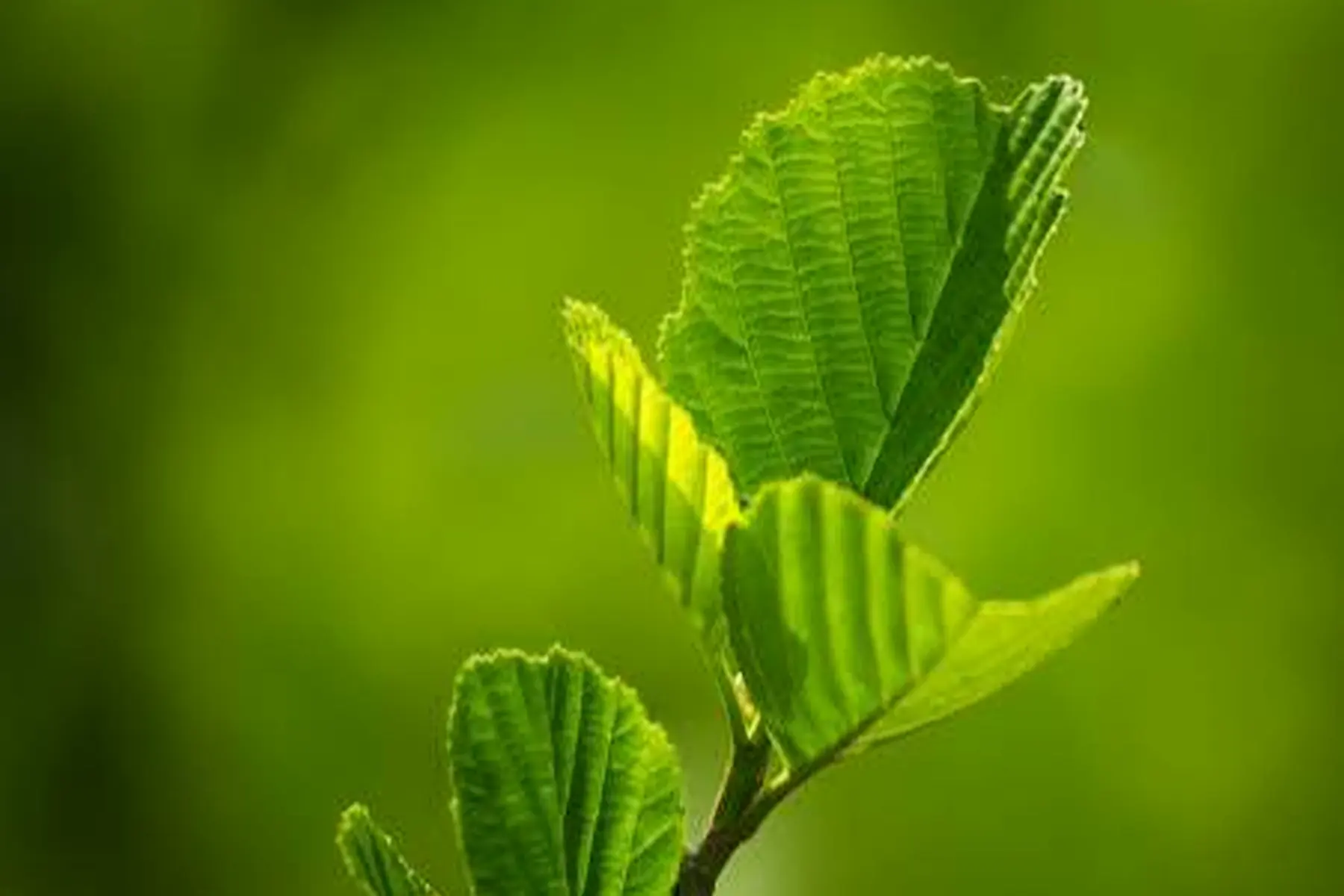 Botanical ingredients and careful formulation