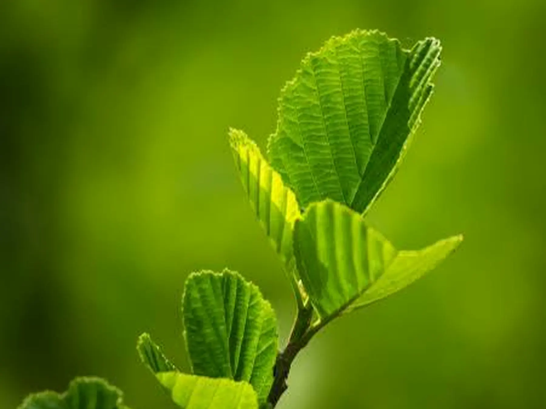 Botanical ingredients
